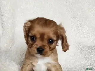 Cavapoo dogs Gem - Ad 30