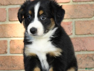 Australian Shepherd dogs - Ad 36
