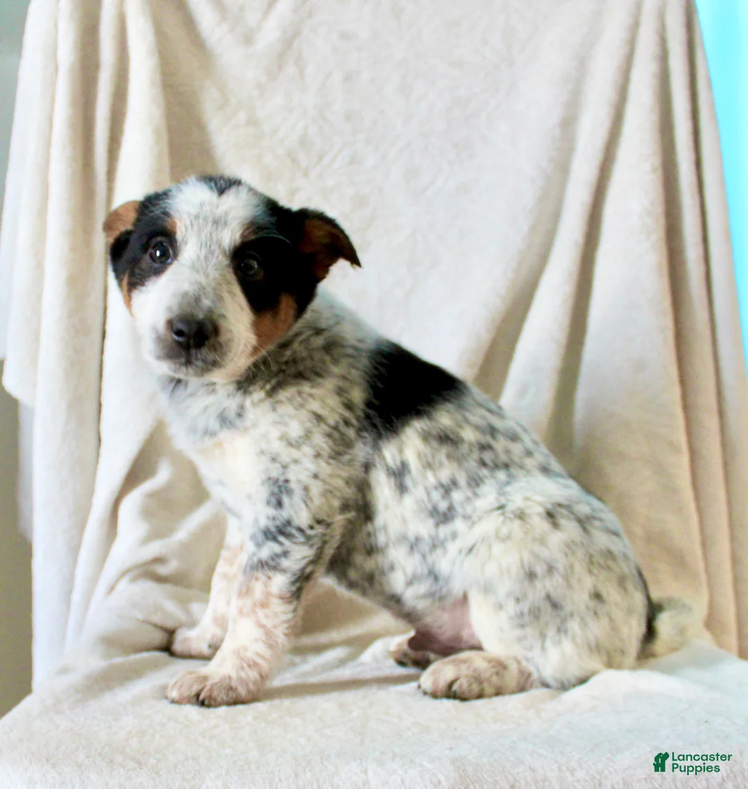 Australian Cattle Dog dogs for sale: Rusty - Ad 4
