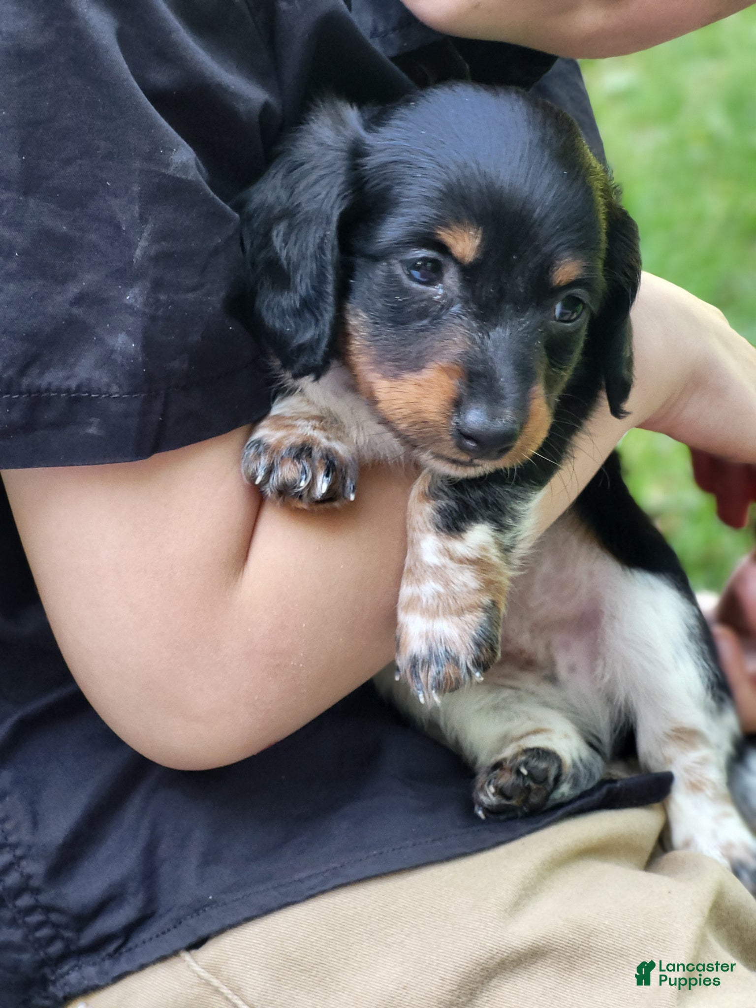 Miniature Dachshund dogs James - Ad 2