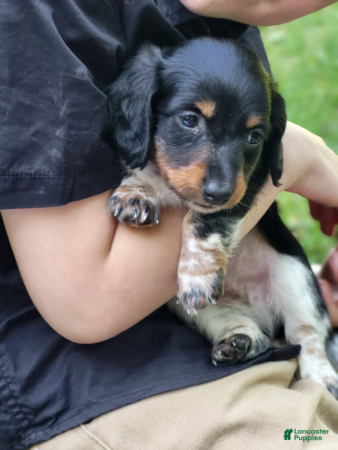 Miniature Dachshund dogs for sale: James - Ad 2