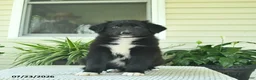 Mixed Breed dogs for sale: Rascal  - Ad 3