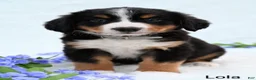 Bernese Mountain Dog dogs for sale: Lola - Ad 5