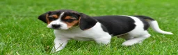 Beagle dogs for sale: Bo - Ad 4