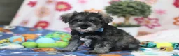 Miniature Schnauzer dogs for sale: Rio - Ad 2