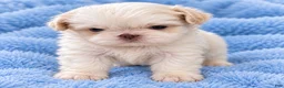 Shih Tzu dogs for sale: Biggie’s Boy - Ad 1