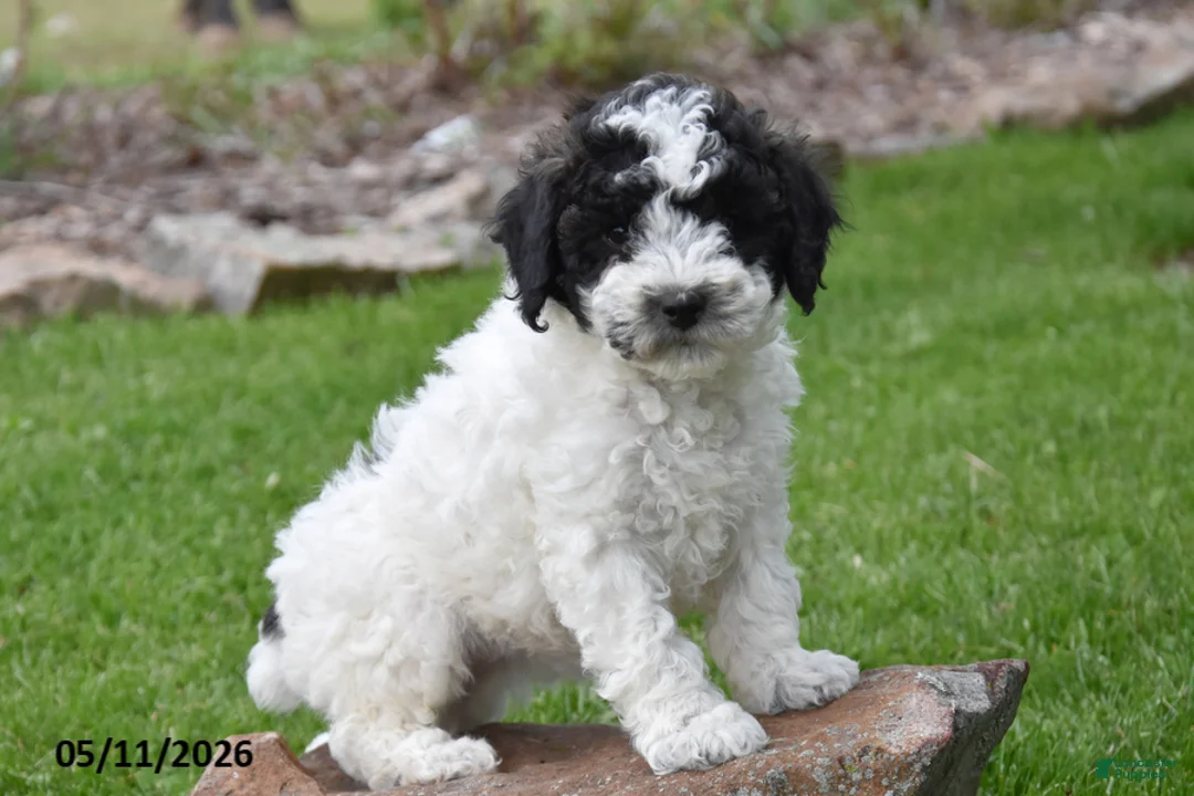 Miniature Poodle dogs for sale: Sundae - Ad 2