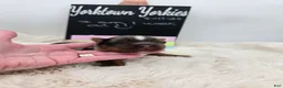 Yorkshire Terrier dogs for sale: Marley - Ad 5