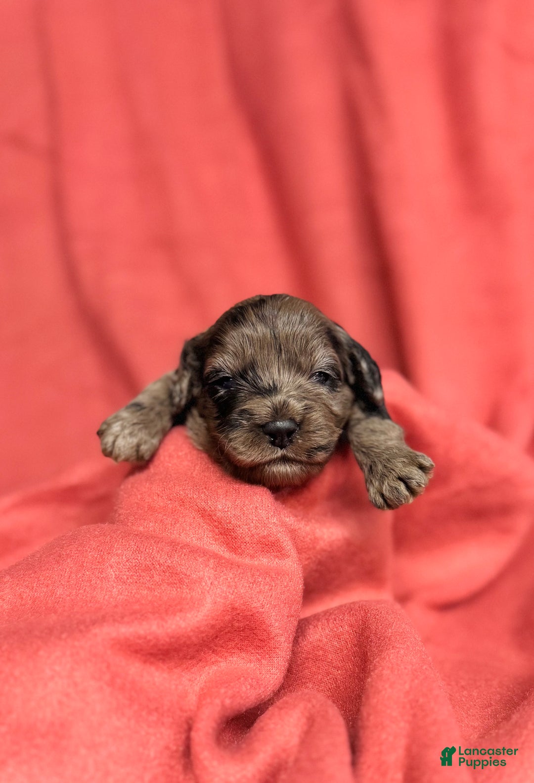 Cockapoo dogs for sale: Cockapoo Puppy 4 - Ad 3