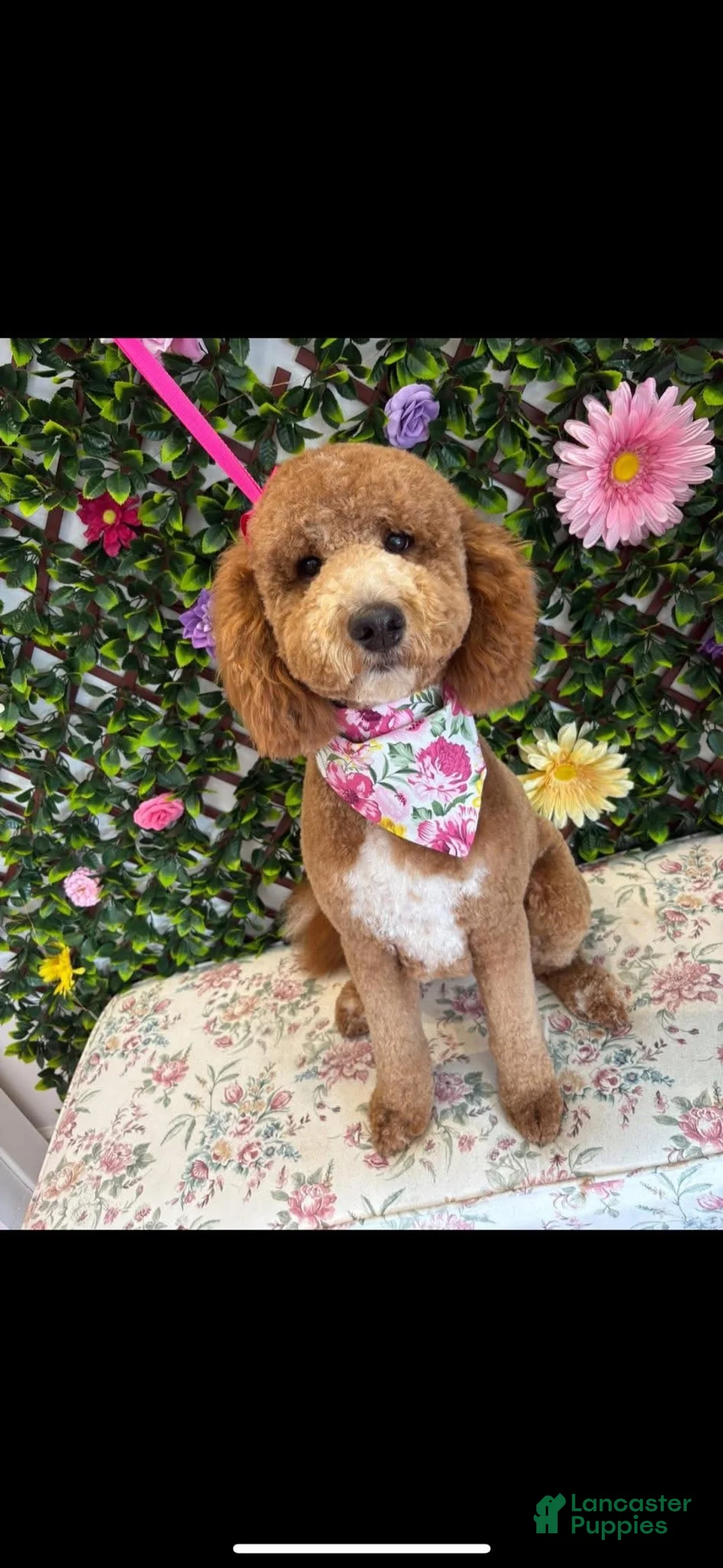 Mini Goldendoodle dogs for sale: Mini Goldendoodle 2 brown - Ad 2