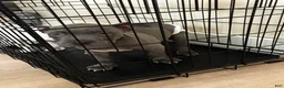 American Bully dogs for sale: American Bully 1 - Ad 3