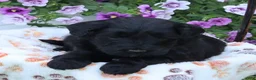 Mini Goldendoodle dogs for sale: Fabion - Ad 2