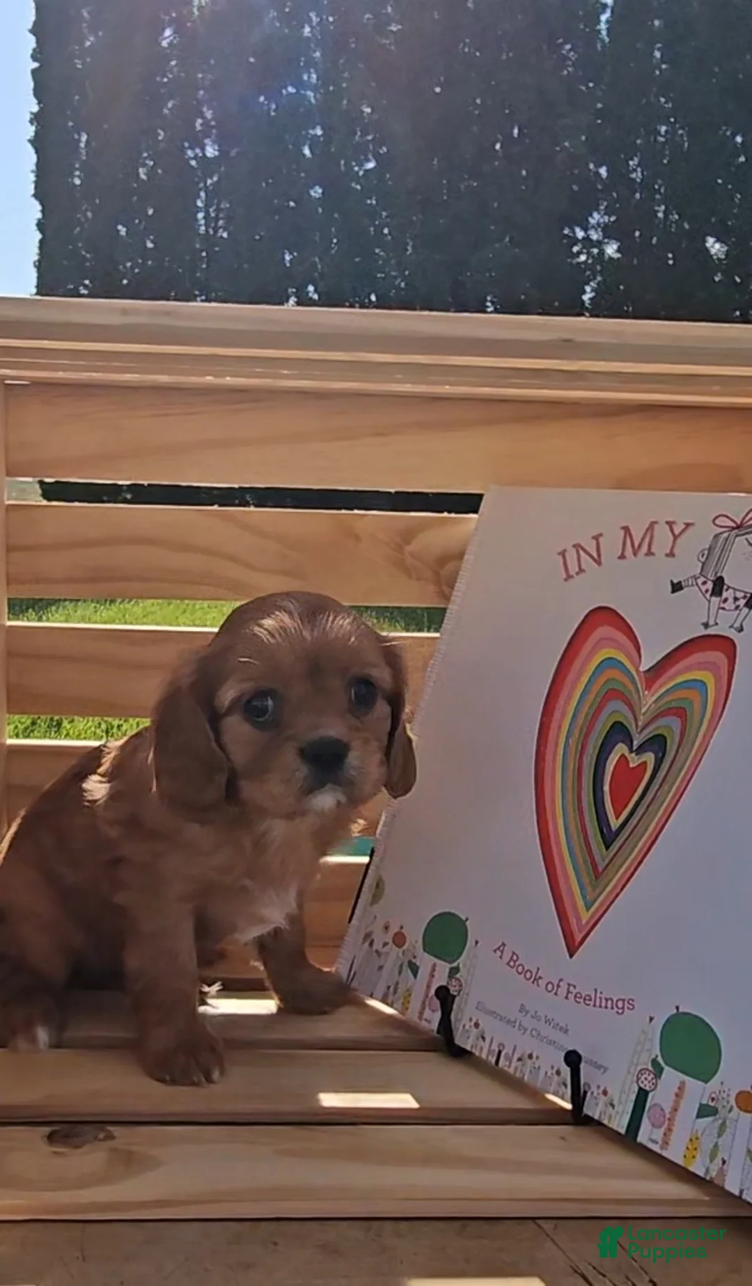 Cavalier King Charles Spaniel dogs for sale: Mildred - Ad 6