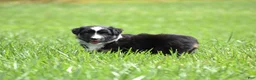 Miniature Australian Shepherd dogs for sale: Piper - Ad 16