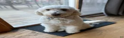 Goldendoodle dogs for sale: Sarah - Ad 3