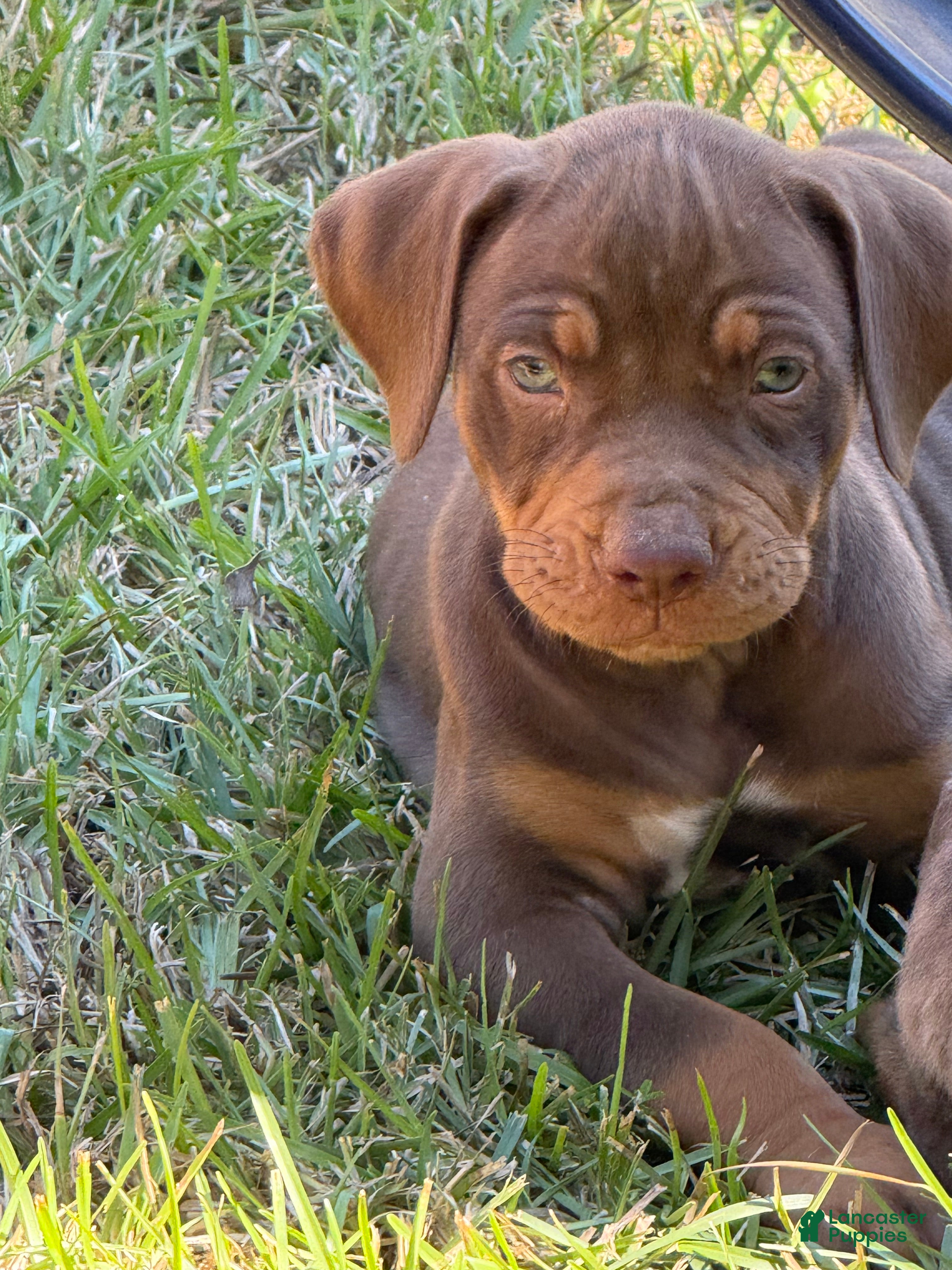 Catahoula Leopard Dog dogs for sale: Smokey - Ad 1