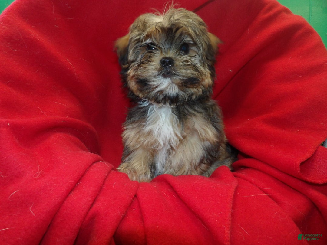 Shorkie dogs for sale: Jackson - Ad 2