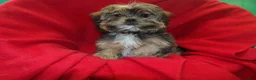 Shorkie dogs for sale: Jackson - Ad 2