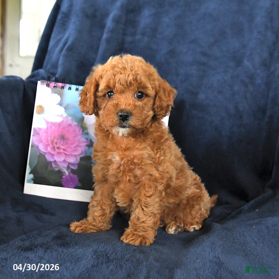 Miniature Poodle dogs for sale: Ruby - Ad 4