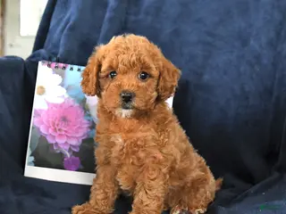 Miniature Poodle dogs for sale: Ruby - Ad 4
