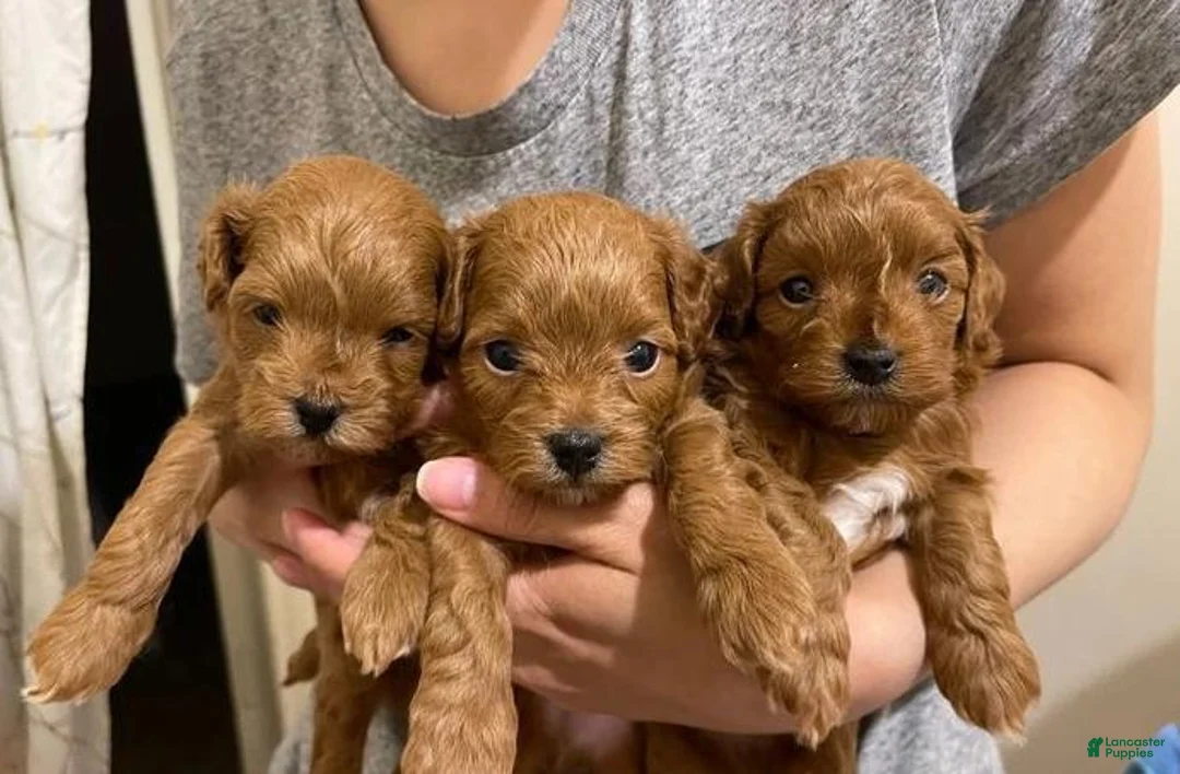 Cavapoo dogs for sale: Kate - Ad 10