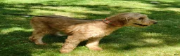 Goldendoodle dogs for sale: Remington  - Ad 7