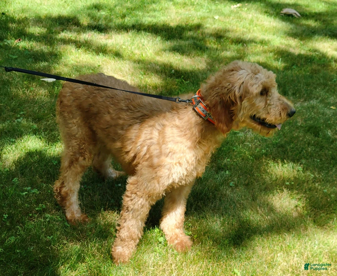 Goldendoodle dogs for sale: Remington  - Ad 7