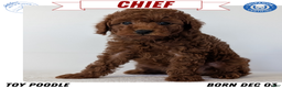 Toy Poodle dogs for sale: Chief - Ad 1