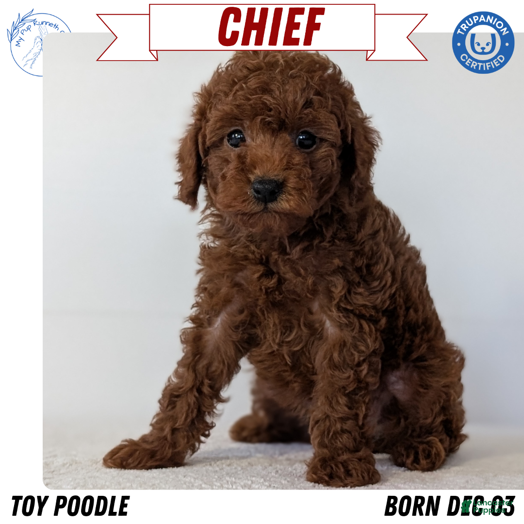 Toy Poodle dogs for sale: Chief - Ad 1