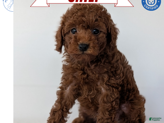 Toy Poodle dogs Chief - Ad 1