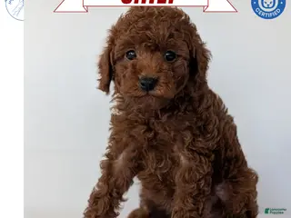 Toy Poodle dogs Chief - Ad 4