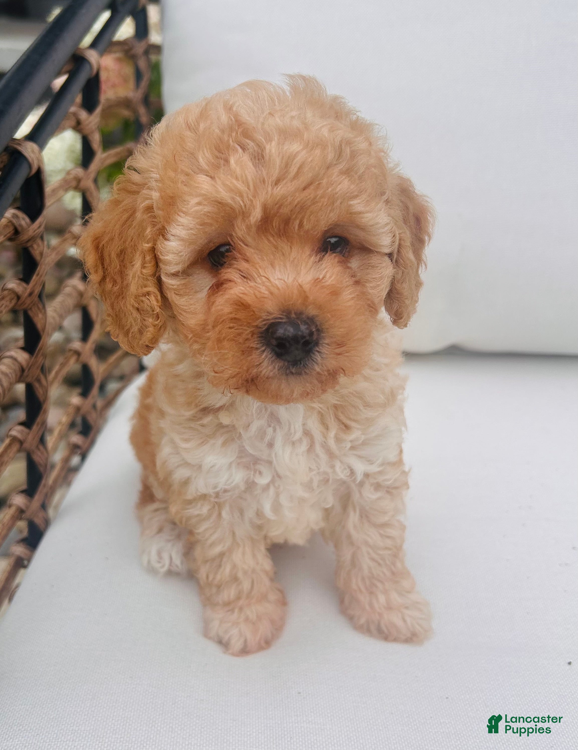 Toy Poodle dogs Popcorn - Ad 1