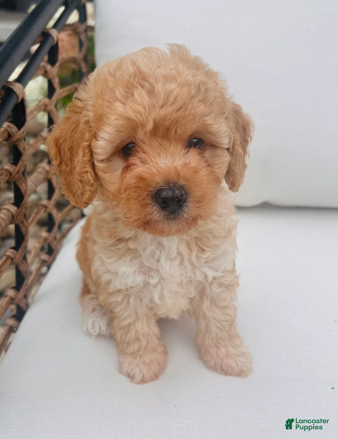 Toy Poodle dogs for sale: Popcorn - Ad 1