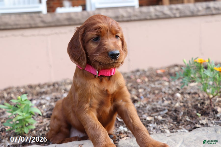 Irish Setter dogs Avorie - Ad 2