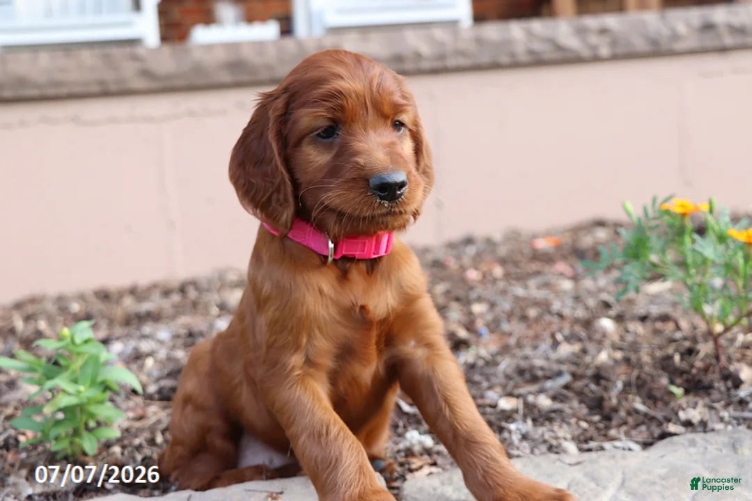 Irish Setter dogs for sale: Avorie - Ad 2
