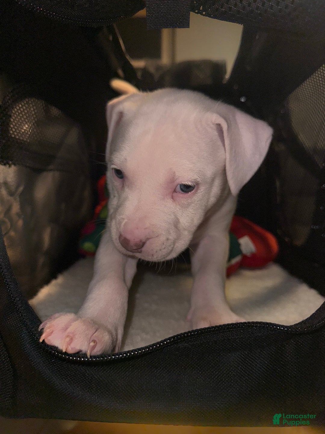 American Bully dogs for sale: Blanca - Ad 3