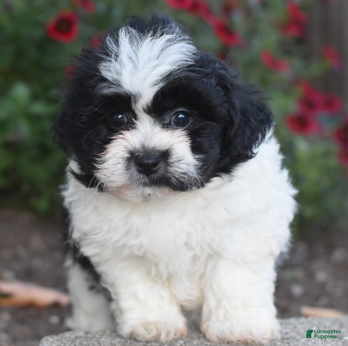Teddy Bear dogs Ashley - Ad 2