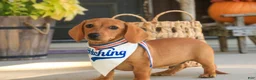 Miniature Dachshund dogs for sale: Clifford Miniature Dachshund  - Ad 4