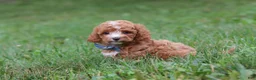 Cavapoo dogs for sale: Jaxon - Ad 5