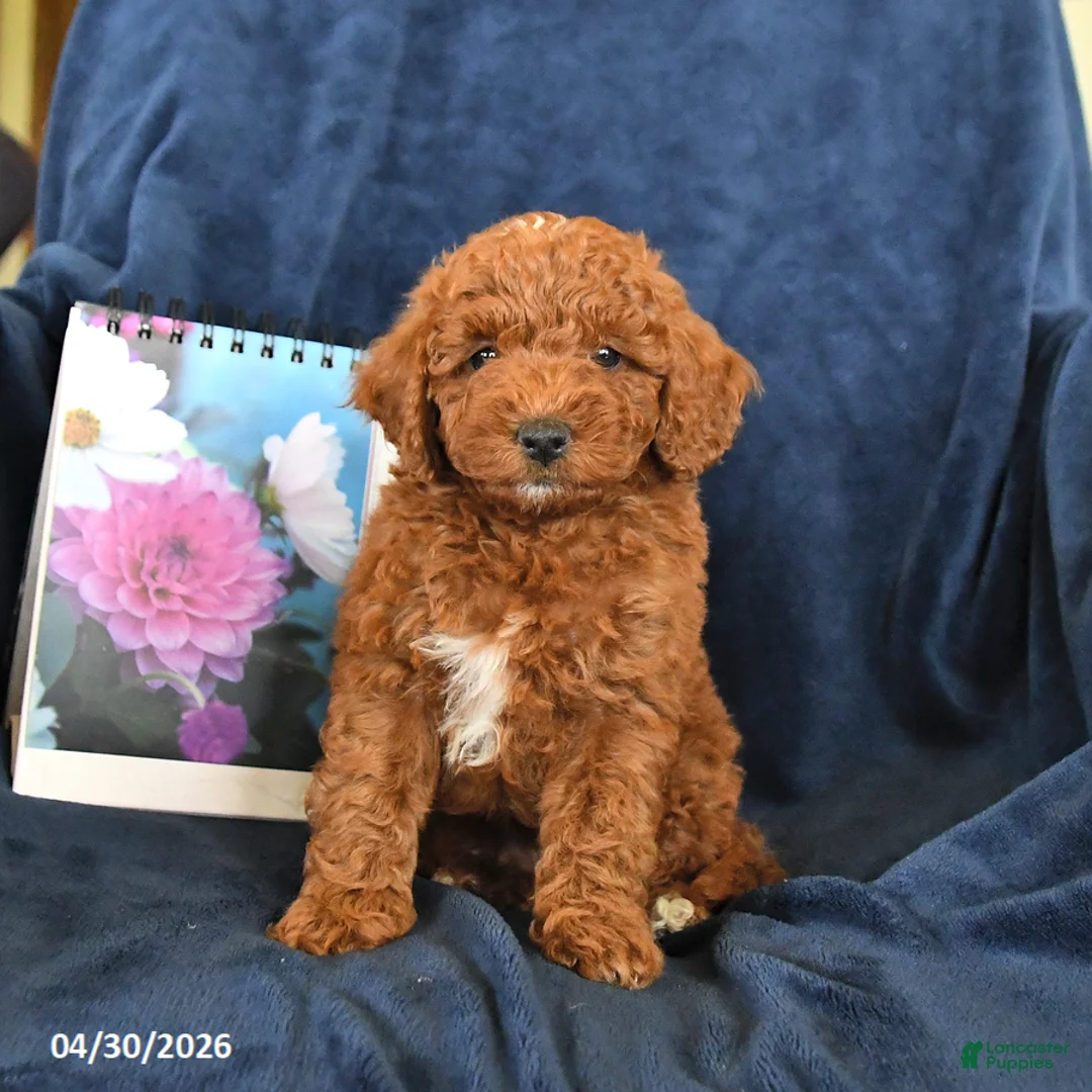 Miniature Poodle dogs for sale: Rusty - Ad 1