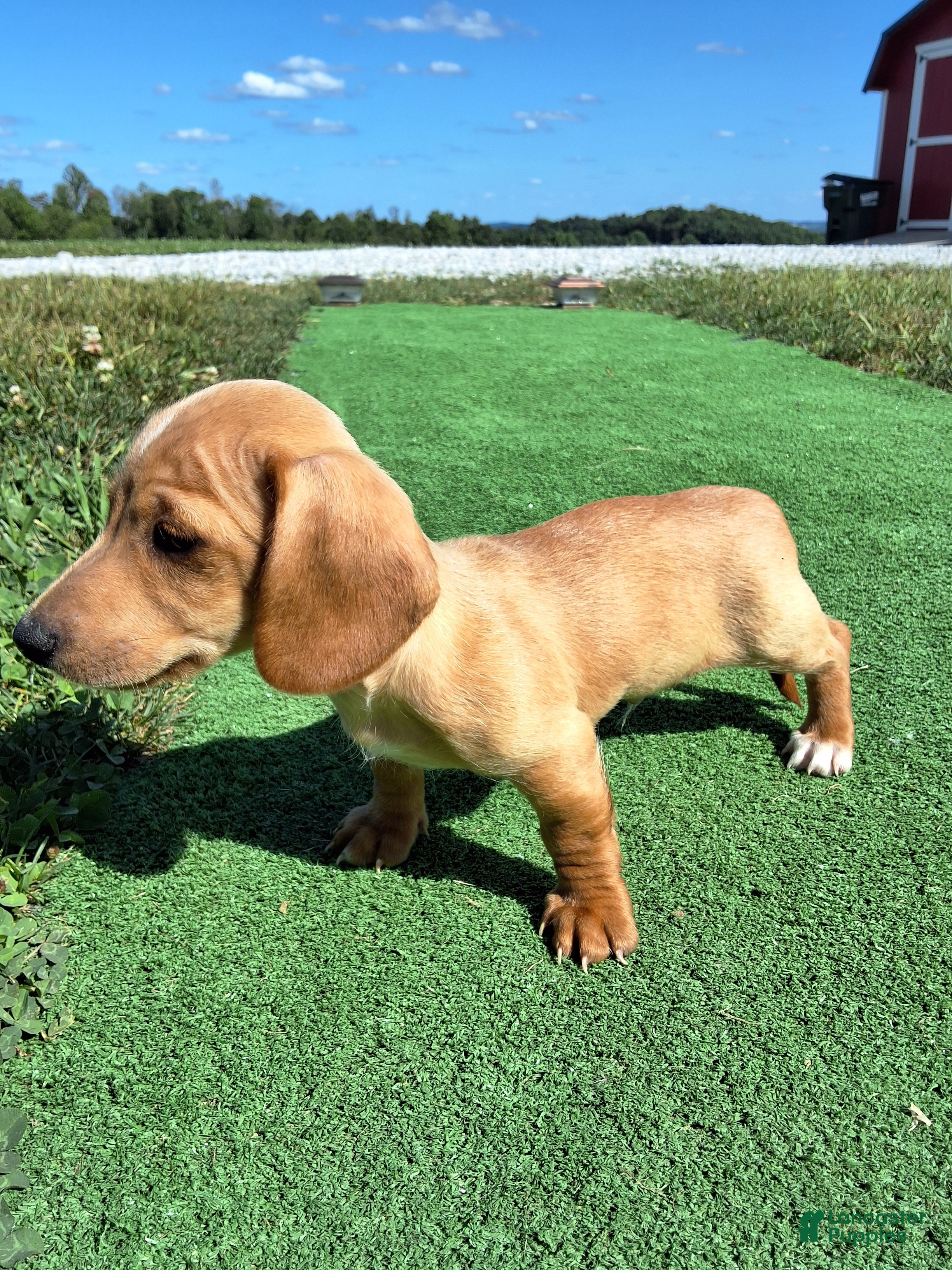 Dachshund dogs Travis - Ad 1