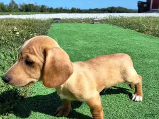 Dachshund dogs Travis - Ad 16