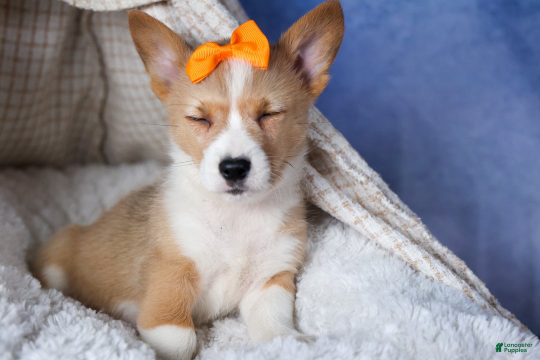 Welsh Corgi Pembroke dogs for sale: Milly - Ad 13