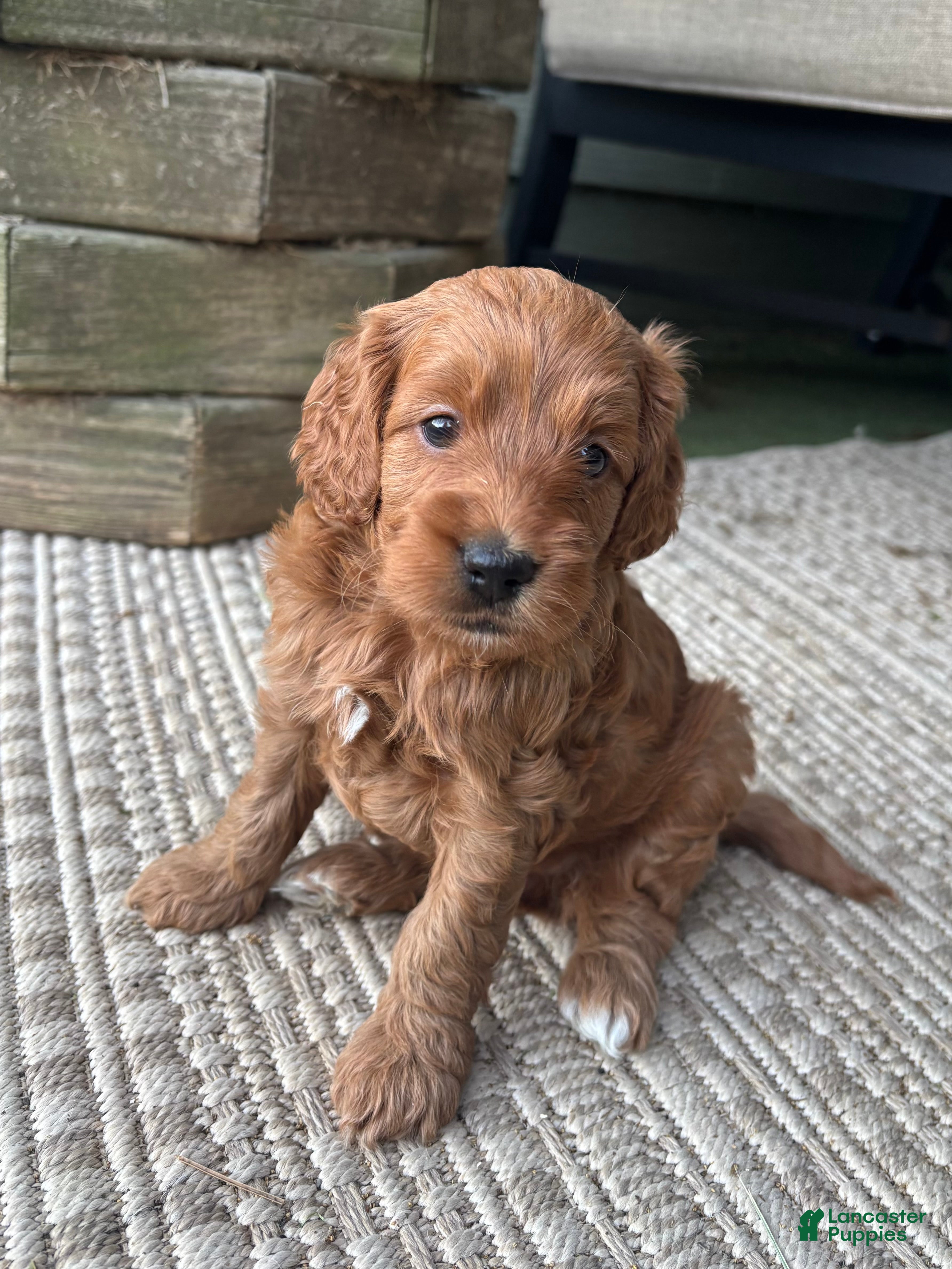 Cockapoo dogs Cocoa Puff - Ad 2