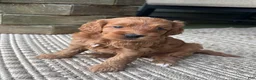 Cockapoo dogs for sale: Cocoa Puff - Ad 2