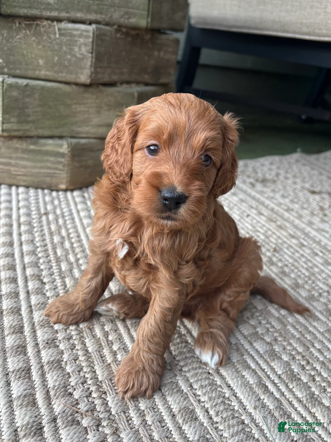 Cockapoo dogs for sale: Cocoa Puff - Ad 2