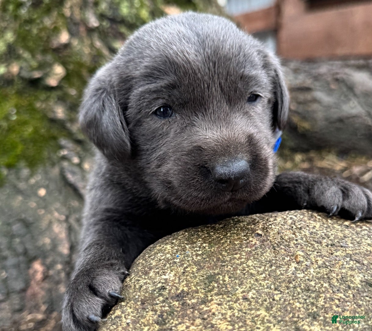 Labrador Retriever dogs Labrador Retriever Puppy 1 - Ad 2