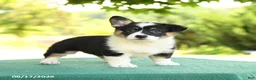 Welsh Corgi Pembroke dogs for sale: Jada - Ad 4