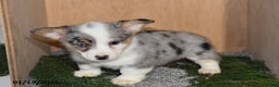 Welsh Corgi Pembroke dogs for sale: Jameson - Ad 2