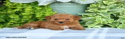 Mini Goldendoodle dogs for sale: Kelsie - Ad 3
